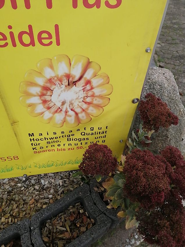 Rau Zwischenachs Hackgerät für Geräteträger Rau 12 reihiges Fronthackgerät mit Accord Frontbock Pendelbock mit Kulturschutzscheiben hydraulische Klappung 3 Gänsfußschare je Reihe