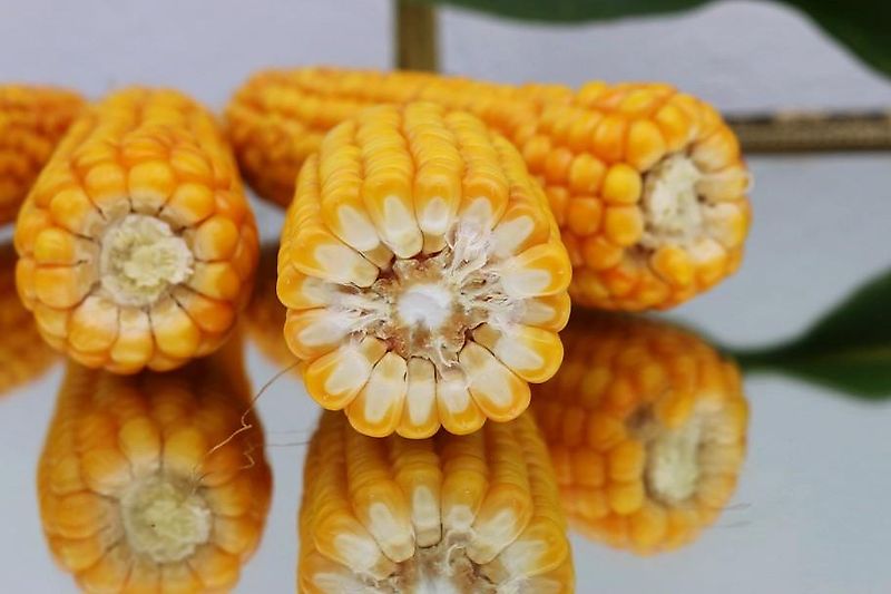 Krone Krone Mais-Chopper MC8 Betriebsanleitung sowie MC10 Ersatzteilliste ab Masch.-Nr.8600 Krone Nr.270-4