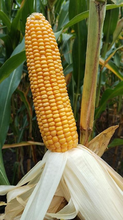 Krone Krone Mais-Chopper MC8 Betriebsanleitung sowie MC10 Ersatzteilliste ab Masch.-Nr.8600 Krone Nr.270-4