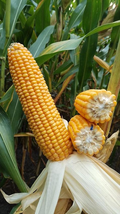 Krone Krone Mais-Chopper MC8 Betriebsanleitung sowie MC10 Ersatzteilliste ab Masch.-Nr.8600 Krone Nr.270-4