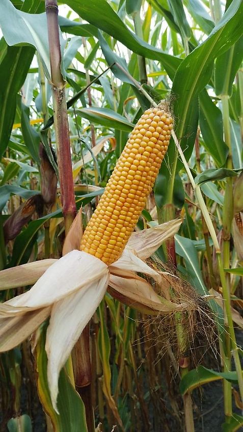 Krone Krone Mais-Chopper MC8 Betriebsanleitung sowie MC10 Ersatzteilliste ab Masch.-Nr.8600 Krone Nr.270-4