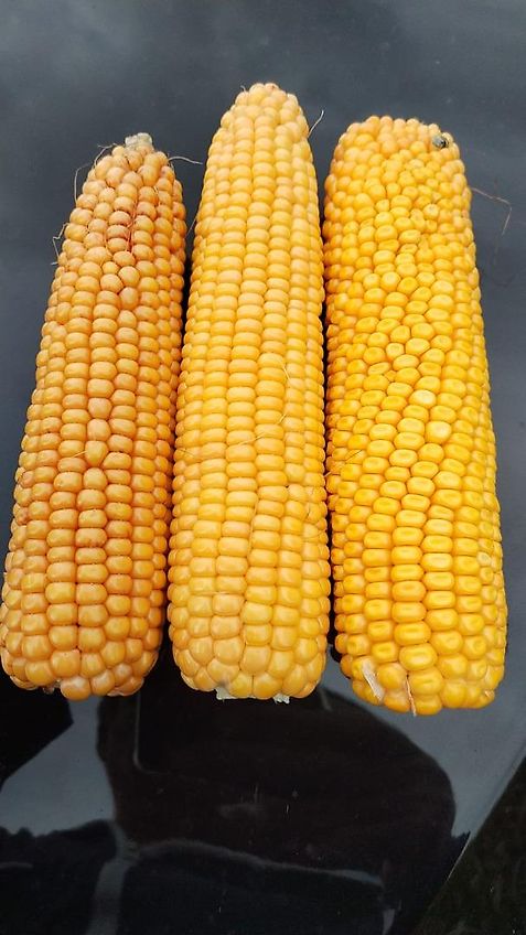 Krone Krone Mais-Chopper MC8 Betriebsanleitung sowie MC10 Ersatzteilliste ab Masch.-Nr.8600 Krone Nr.270-4